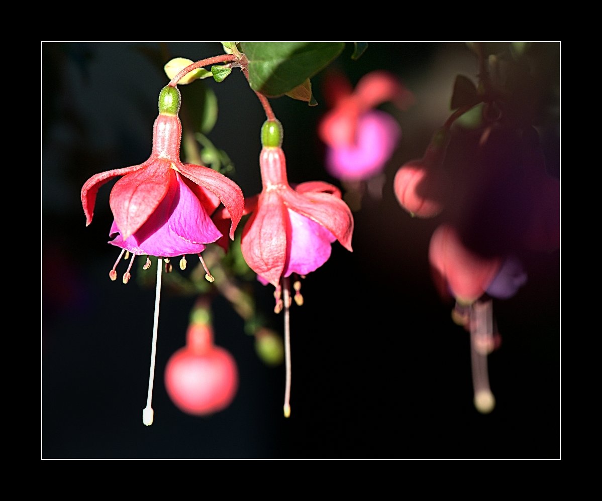 fuchsien