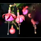 fuchsien