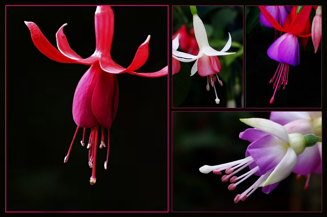 Fuchsien