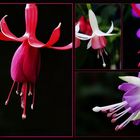 Fuchsien