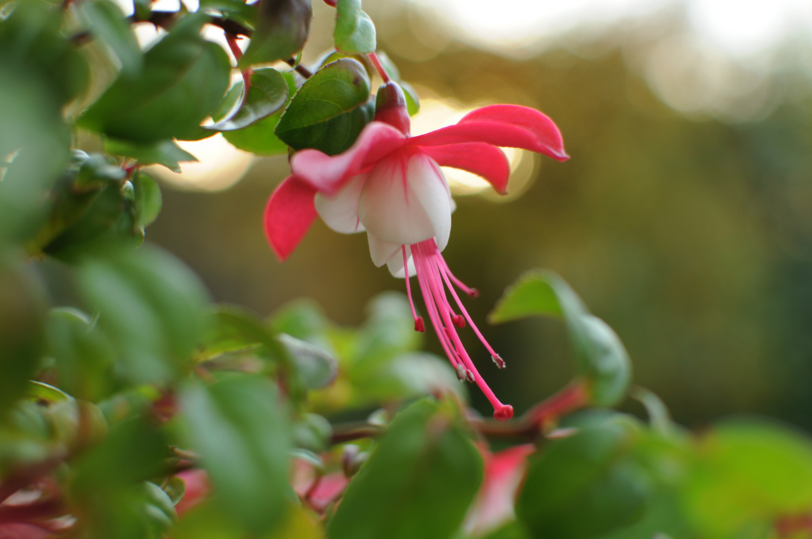 Fuchsien