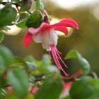 Fuchsien