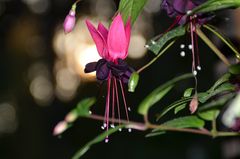 Fuchsien-Blüte