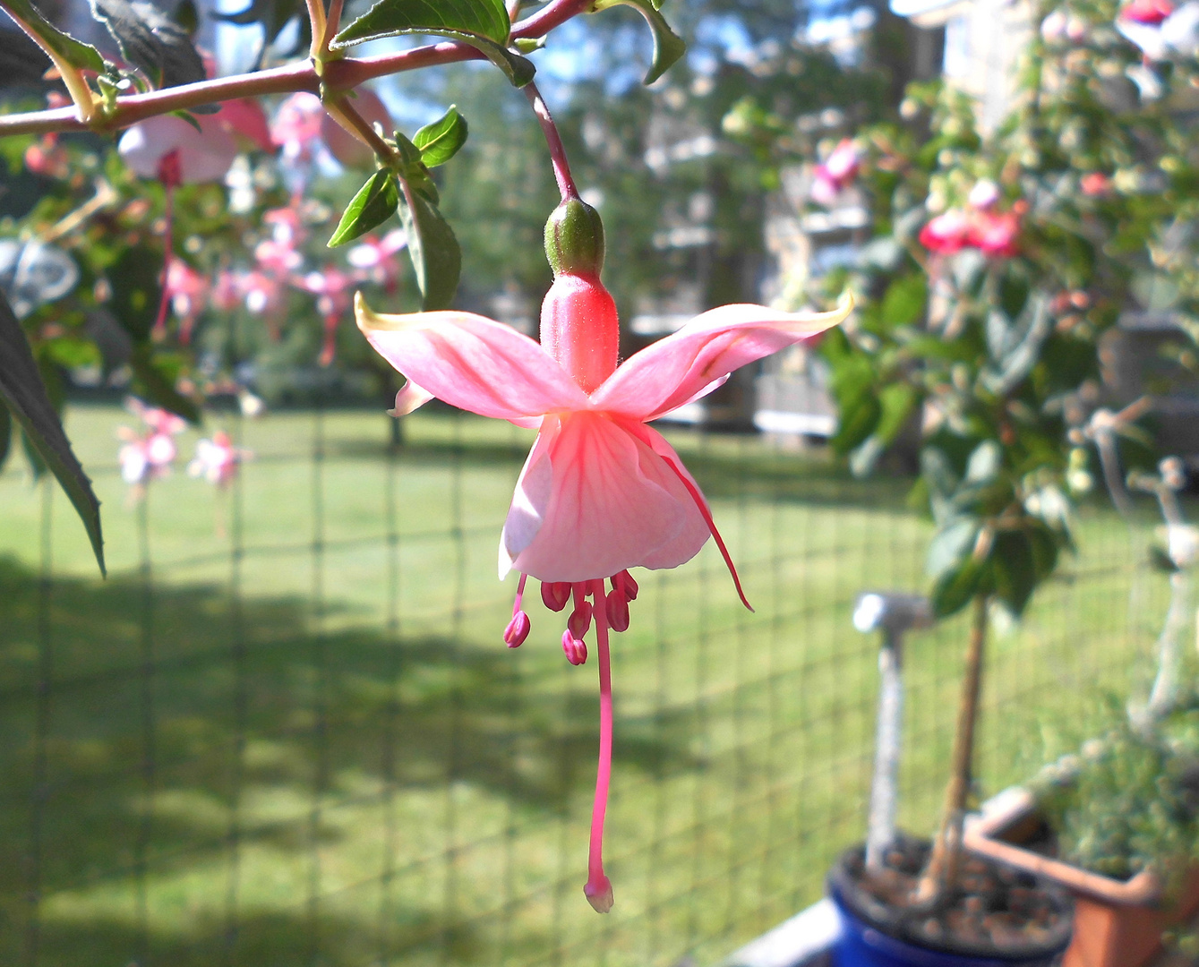 Fuchsien Blüte (lat.: Fuchsia)