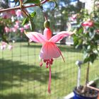 Fuchsien Blüte (lat.: Fuchsia)