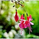 Fuchsien Blüten nach dem Regen 