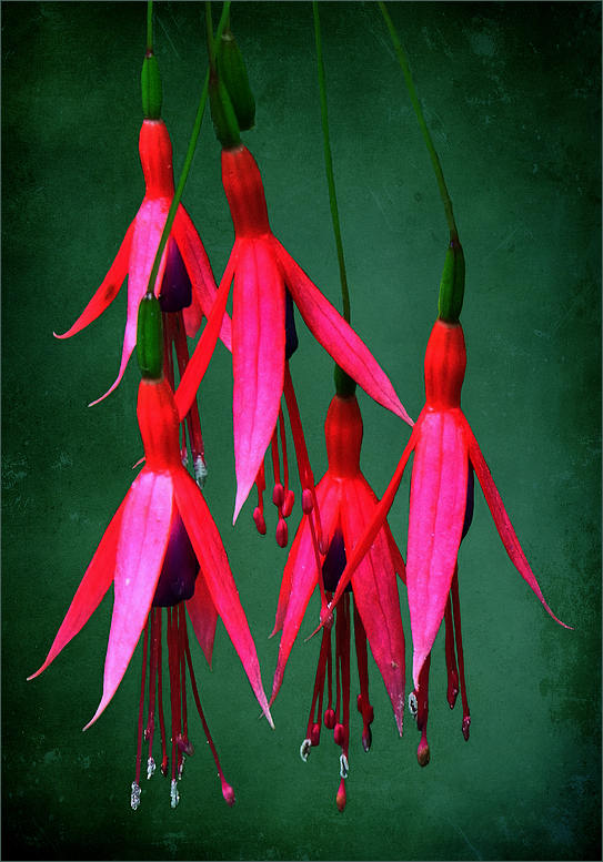 Fuchsien