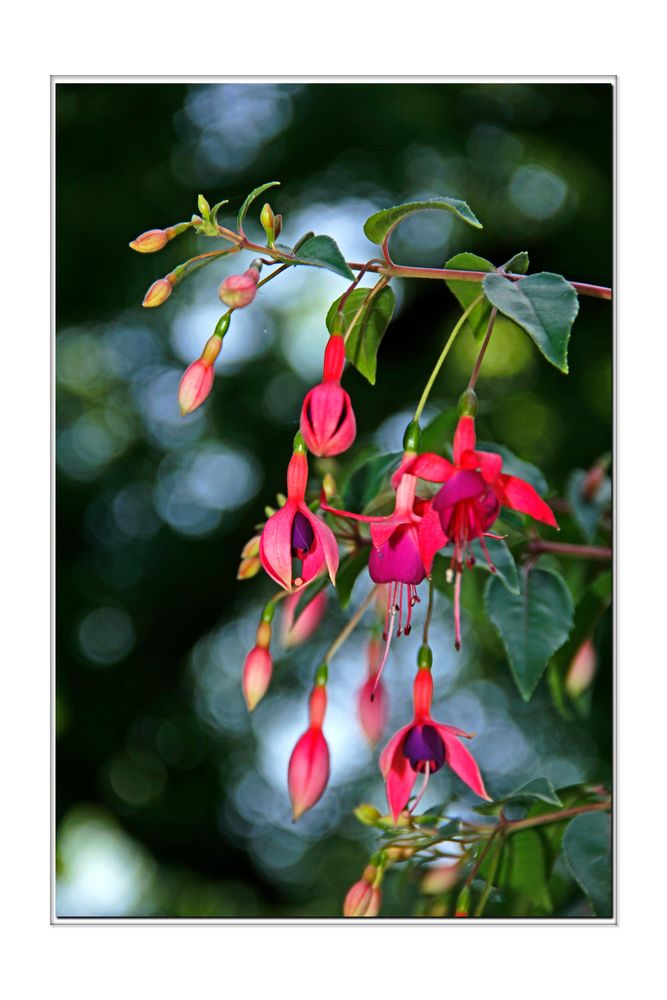 Fuchsien