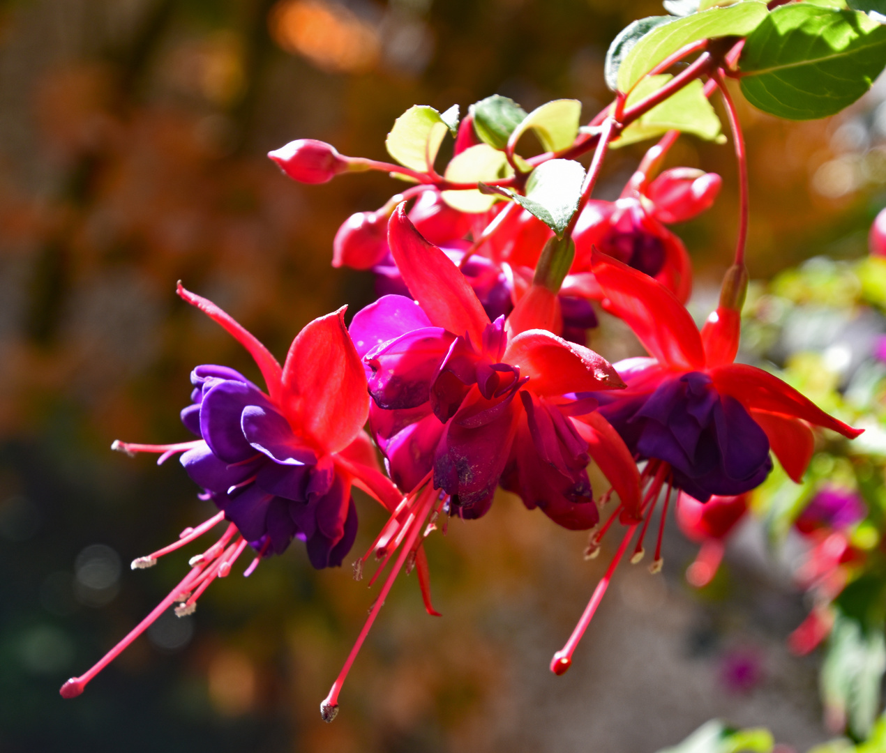 Fuchsien