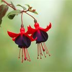 Fuchsien