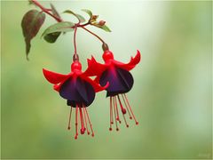 Fuchsien