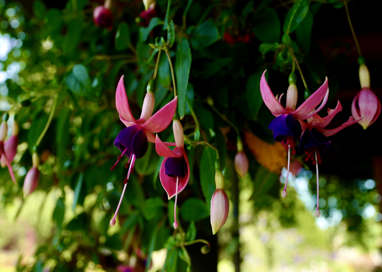 Fuchsien 