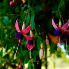 Fuchsien 