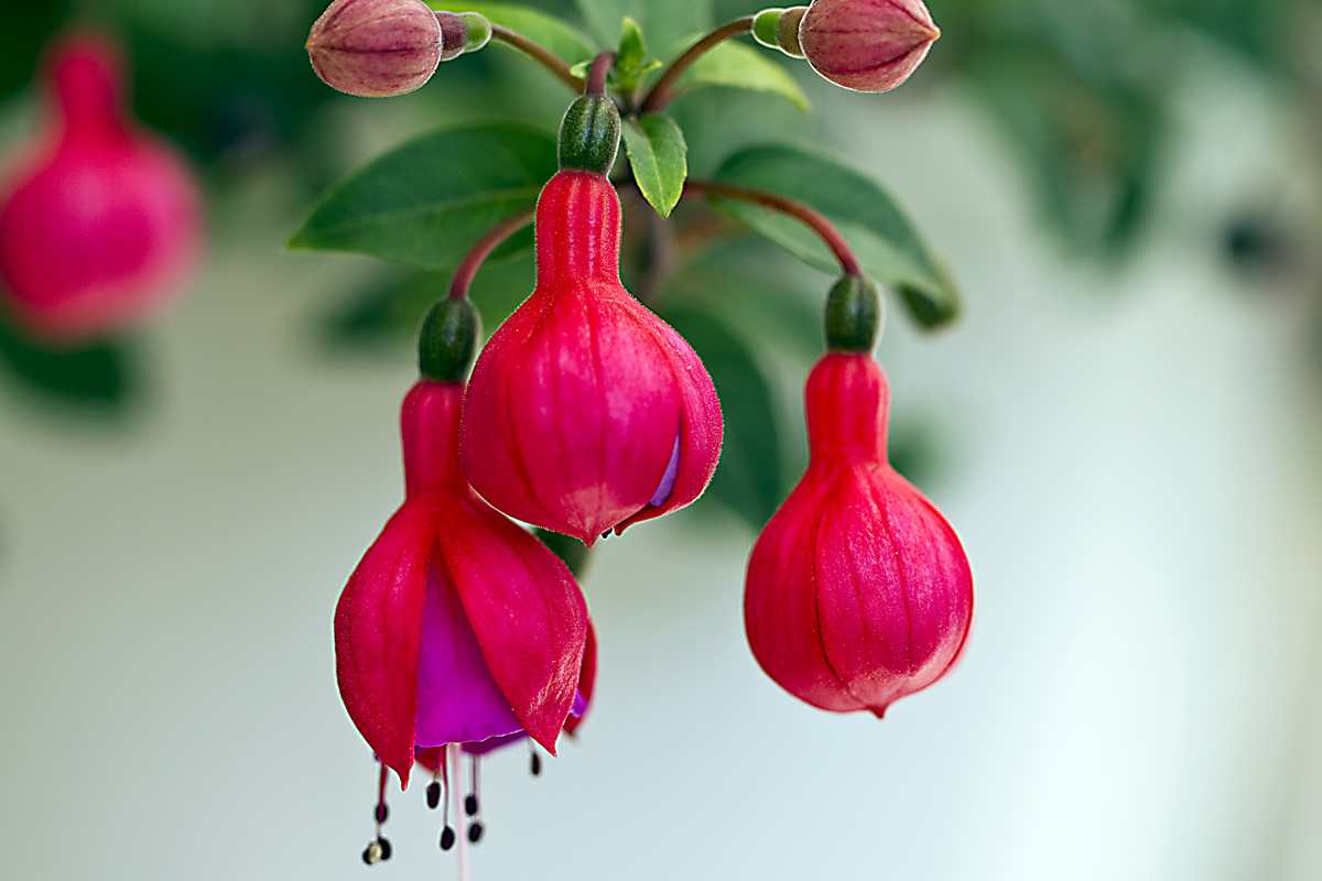 Fuchsien