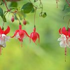 Fuchsien