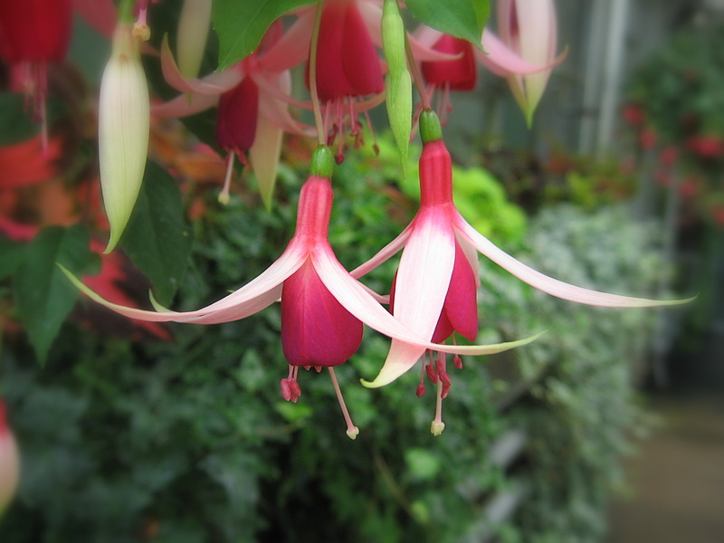 Fuchsien