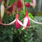 Fuchsien