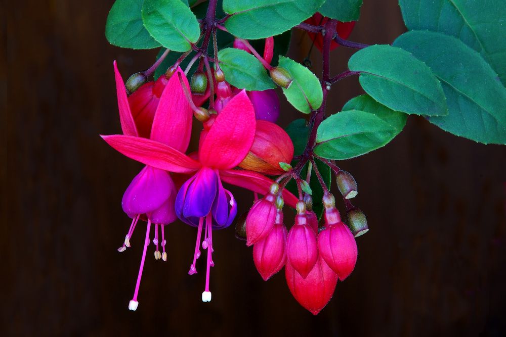 Fuchsien