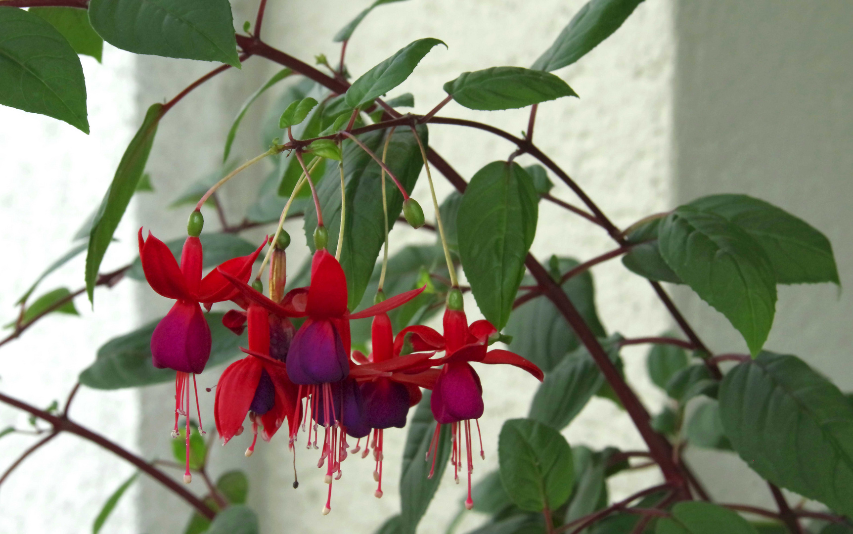 ...Fuchsien