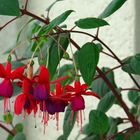 ...Fuchsien