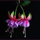 Fuchsien