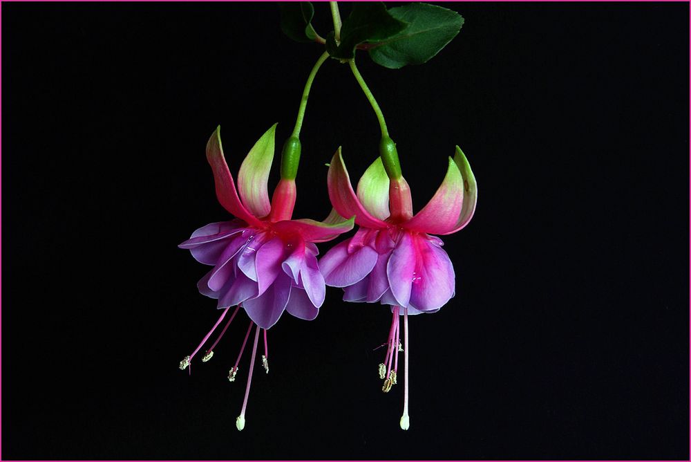 Fuchsien