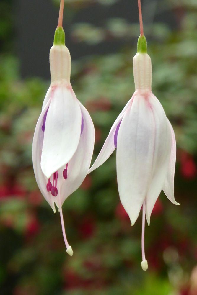 Fuchsien-Geschwister