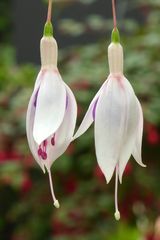 Fuchsien-Geschwister