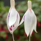 Fuchsien-Geschwister