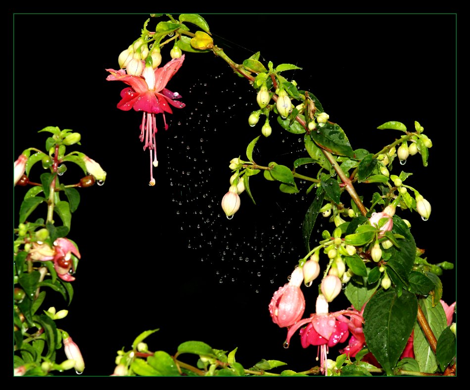 Fuchsien im Regen