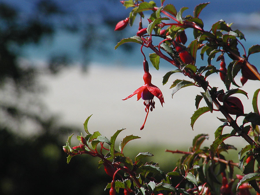 Fuchsien in Irland