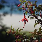 Fuchsien in Irland