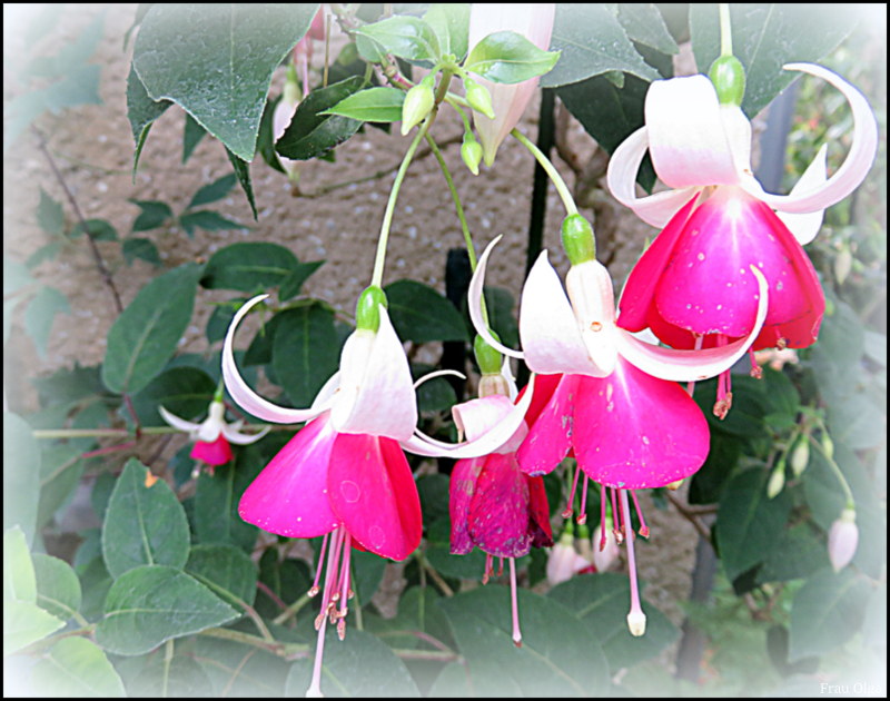 Fuchsien in Pink