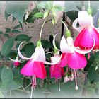 Fuchsien in Pink