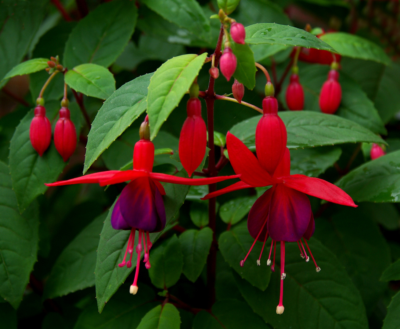 Fuchsien in unserem Garten