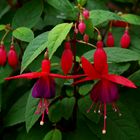 Fuchsien in unserem Garten