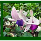 Fuchsien in Variationen