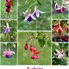 Fuchsien in vielen Farben