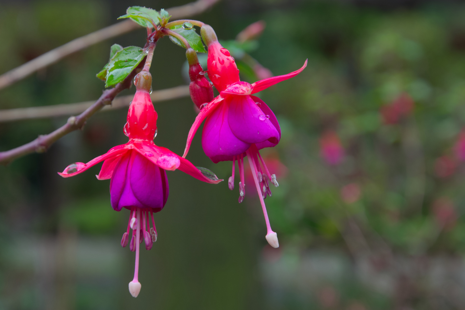 Fuchsien mit Regentropfen