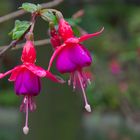 Fuchsien mit Regentropfen