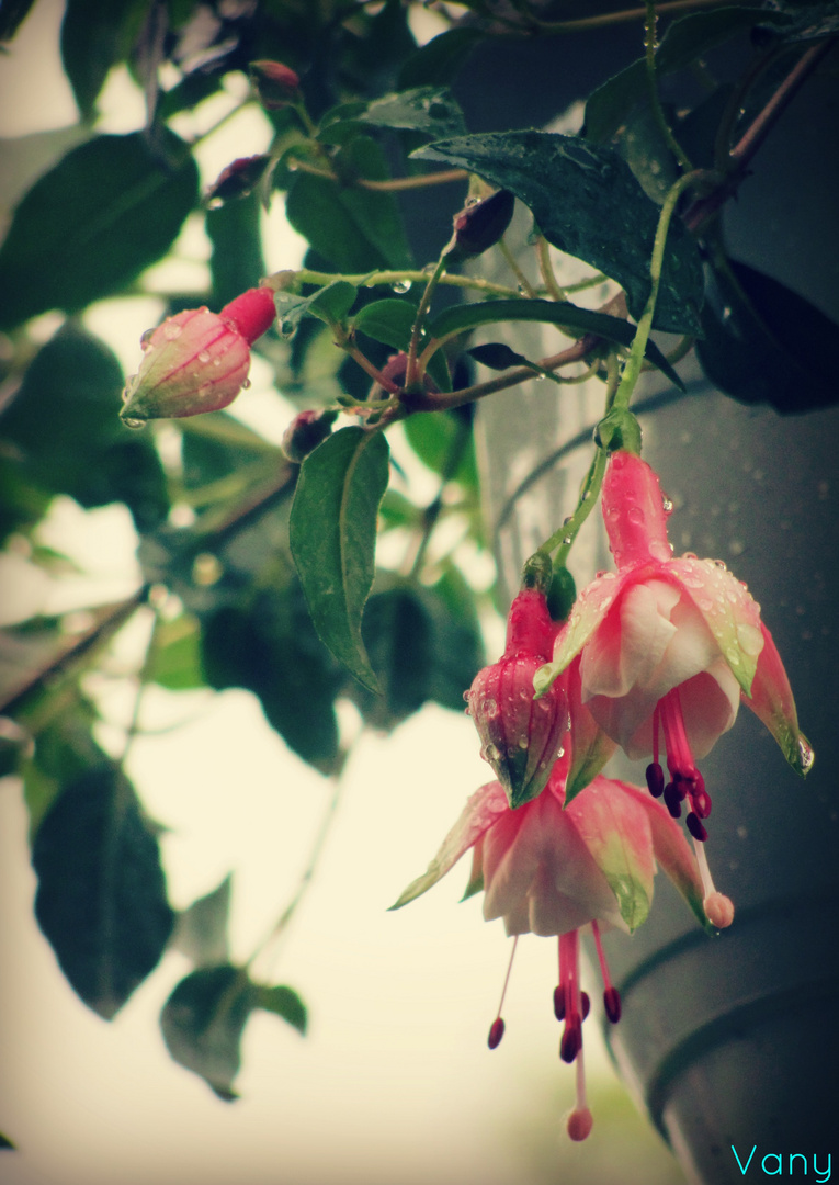 Fuchsien mit Regentropfen