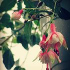 Fuchsien mit Regentropfen