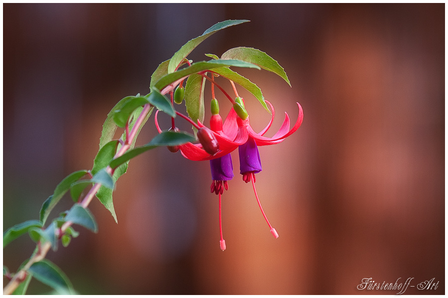 Fuchsie`n Paar im Herbst