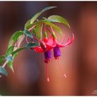 Fuchsie`n Paar im Herbst