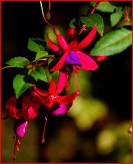 fuchsien-tanz im abendlicht