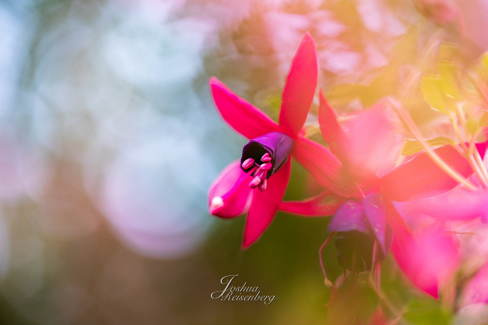 Fuchsien und Bokeh