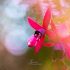 Fuchsien und Bokeh