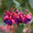 Fuchsien zum Muttertag !