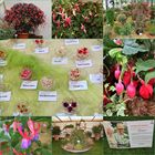 Fuchsienausstellung auf der Landesgartenschau in Löbau