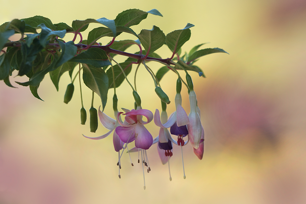 Fuchsienballett